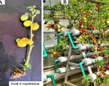 Comparative evaluation of physico-chemical response of tomato varieties under hydroponic technique vs soil cultivation in natural ventilated greenhouse at trans-Himalayan India  