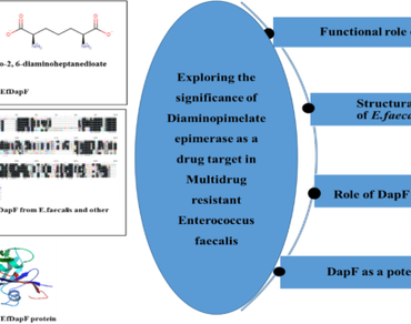 Exploring the significance of diaminopimelate epimerase as a drug target in multidrug resistant Enterococcus faecalis 
