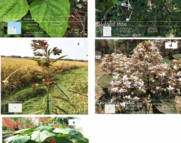 Comparative phytochemical screening through high-performance thin layer chromatography technique and free radical scavenging ability of five species of genus Clerodendrum  