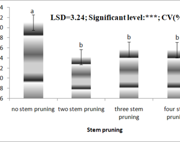 Effect of stem pruning and staking time on growth and yield of tomato (Lycopersicon esculentum Mill. Var. Mersa) at Mersa, North Wollo, Ethiopia 