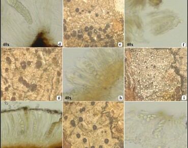 Lichenized fungi, n              Malmidean            , Taxonomy, Ultapani