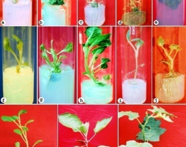 Micropropagation of an ethnomedicinal plant Solanum torvum Swartz 