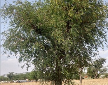 Sustainable livelihoods study and salt tolerance effects on two important arid region tree species Prosopis cineraria (L.) Druze and Prosopis juliflora (Sw.) DC 