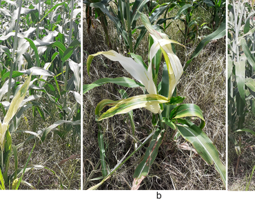 Natural infection of Ca. Phytoplasma sacchari  causing sugarcane grassy shoot disease in Sorghum bicolor 