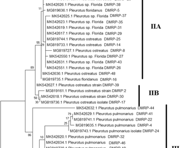 Estimation of genetic diversity for interspecific hybridization in Pleurotus spp 