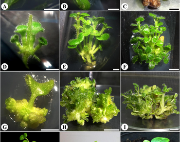 Micropropagation of threatened medicinal plant Andrographis lineata var. lawii 