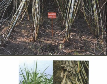 CoA 16321: a promising early maturing sugarcane clone for yield and quality 