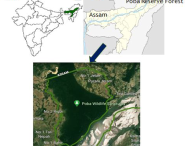Edge-interior disparities in tree species and structural composition of Poba Reserve Forest (PRF), Assam at the foothills of himalayas 