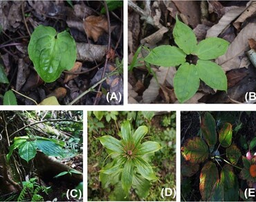 Distribution mapping of five threatened medicinally important plant species of Arunachal Himalaya 