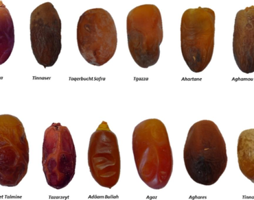 Dates (Phoenix dactylifera L.) from the Adrar region of Algeria are rich in polyphenols, and ternary solvent extracts’ antioxidant activity correlates with condensed tannins content 
