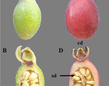 Fruit and seed morphology and in vitro seed germination of Mosiera bullata, an endemic endangered Cuban species 