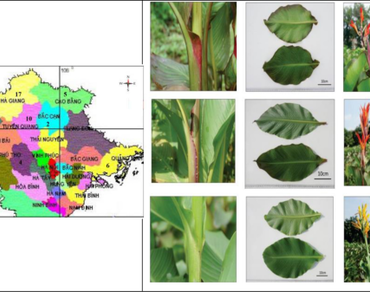 Genetic diversity and population structure of Canna edulis accessions in Vietnam revealed by ISSR markers 