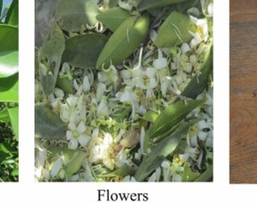 Analyses of sweet lime essential oils (Citrus limettioides Tan) in relation to various planting sites in Egypt 