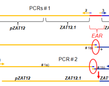 Validation of expression and cellular localization of AtZAT12 gene deleted an EAR motif in Nicotiana benthamiana using the transient expression system 