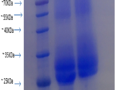 Chemical identification, compositional evaluation, proximate analysis and assessment of storage proteins of Telfairia occidentalis (Hook f.) seed protein isolate 