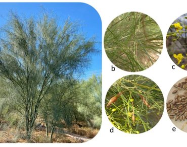 Actualizing the worldwide distribution and main uses of Parkinsonia aculeata L., Sp. Pl 