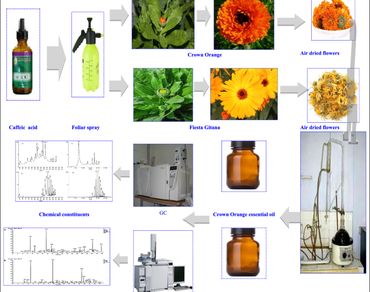 Exogenous applications of caffeic acid affect the essential oils of marigold cultivars planted on sandy soil 