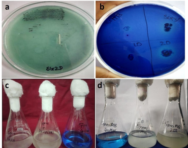 Methylene blue, n              Bacillus cereusn            , Fourier Transform Infrared Spectroscopy, Dye decolorization