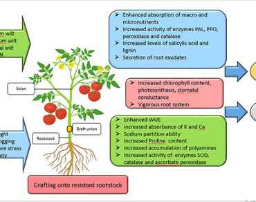 Vegetable grafting: a green technique to combat biotic and abiotic stresses 