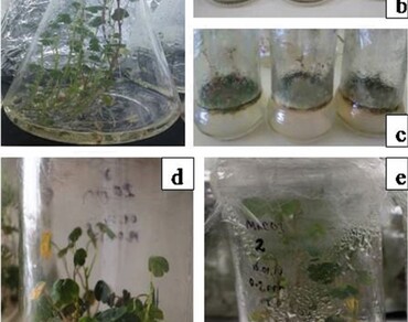 AgNPs, Plant tissue culture contamination control, PTC3n                  , Antimicrobial/antifungal activity, In vitro culture, n              Tropaeolum tuberosumn