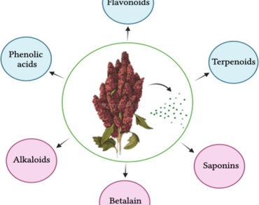 Antimicrobial potential, n                     Chenopodium quinoan                  , n                     E. colin                  , Flavonoid contents, Phenolic contents