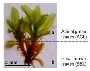 Antioxidants, Apical green leaves, Basal brown leaves, Moss, Pottiaceae