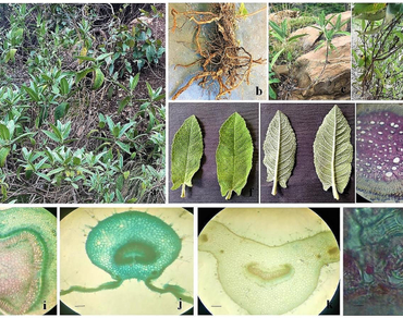 Lamiaceae, n                     Salvian                  , n                     Meriandran                  , Gynodioecious, Morpho-histology