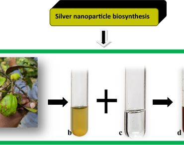 Biofabrication of silver nanoparticles from endemic variety Garcinia gummi-gutta var. papilla of the Western Ghats: characterisation, antibacterial and catalytic activity 