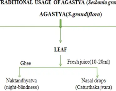 A comprehensive review of Sesbania grandiflora (L.) Pers: traditional uses, phytochemistry and pharmacological properties 