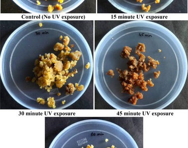 UV-C and gamma radiation mediated L-DOPA production from in-vitro cultures of Mucuna pruriens (L.) DC 