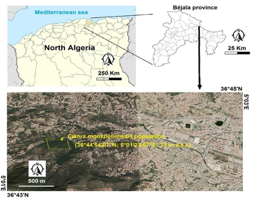 Effect of metallic stress on seed emergence and early seedling development of Cistus monspeliensis (L.): Involvement in restoration of the Mediterranean contaminated soils 