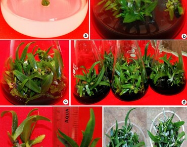 In vitro propagation and clonal fidelity assessment of Rhynchostylis retusa (L.) Blume: a threatened ornamental and medicinal orchid 