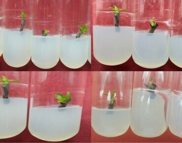 Establishing surface disinfection protocol for micropropagation of clonal apple rootstock MM111 