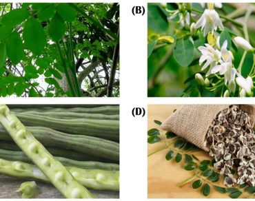 Moringa oleifera: its industrial and pharmaceutical applications. A review 