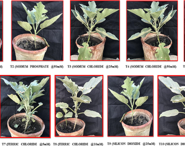 Induced resistance to mitigate phomopsis blight of brinjal using inorganic chemicals 