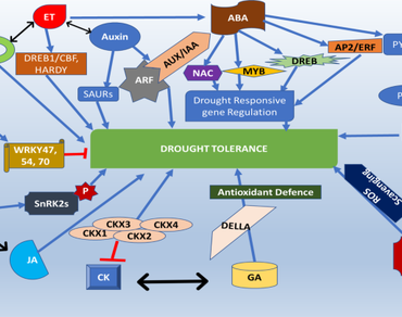 Phytohormones, Drought stress, miRNA, CRISPR/Cas9, Crop productivity, Omics