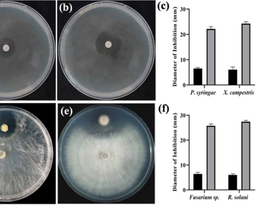 n                     Bacillus subtilis sp. RZS-01, 16 s rRNA analysis, Phylogenetic analysis, Antimicrobial activity
