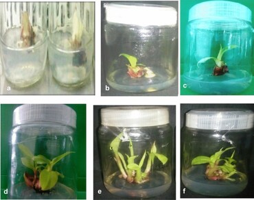 In vitro studies in red dacca (Musa acuminata): an ornamental horticultural crop 