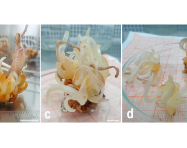 In vitro shoot formation and enrooted mini-corm production by direct organogenesis in saffron (crocus sativus L.) 