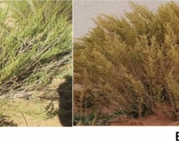Chemical composition, antimicrobial and antioxidant activities of methanolic extracts of the Algerian Artemisia campestris L. at different stage of growth  
