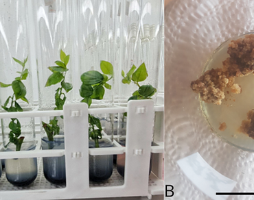 Protoplast isolation systems in blueberry (Vaccinium corymbosum) and mortiño (Vaccinium floribundum): a novel and efficient approach