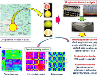 Morpho-biochemical and bioactive compound diversity assessment of pomelo [Citrus grandis (L.) Osbeck] accessions under semi-arid lateritic belt of West Bengal, India