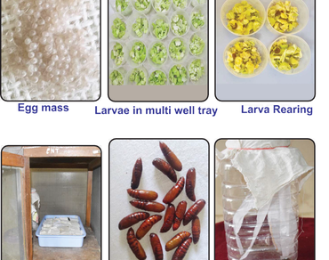 Assessment of yield loss against fall armyworm Spodoptera frugiperda (J. E. Smith) (Lepidoptera: Noctuidae) in maize