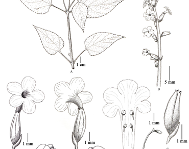 Range extension of Priva cordifolia (Verbenaceae) in Eastern India with notes on ethno-medicinal and therapeutic potential