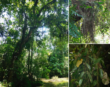 Extended distribution of Hoya oreogena Kerr (Apocynaceae: Asclepiadoideae) from Assam, India