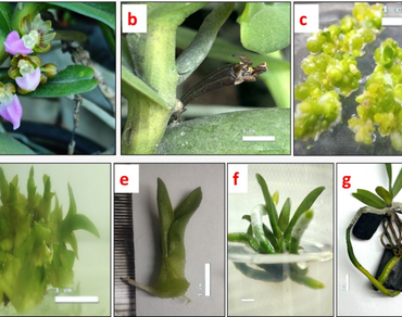 Orchidaceae, n                     Pelatantheria insectiferan                  , Protocorms, Regeneration, Micropropagation, Meta-topolin, Genetic stability