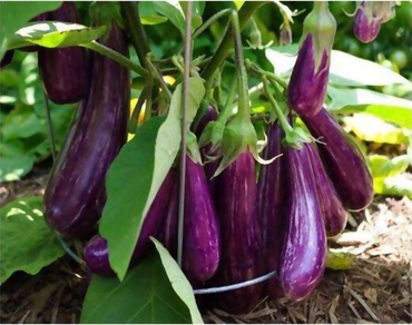 Phytochemical analysis and pharmacological properties of Solanum melongena (L.) peel extracts: a potential source of natural therapeutic agents