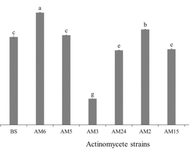 Potential use of phosphate solubilizing actinobacteria as plant enhancers: involvement in plant nutrition and stress tolerance