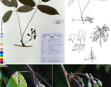 Stauntonia grandiflora (Lardizabalaceae): an addition to Indian flora from Darjeeling-Sikkim Himalayas with its typification