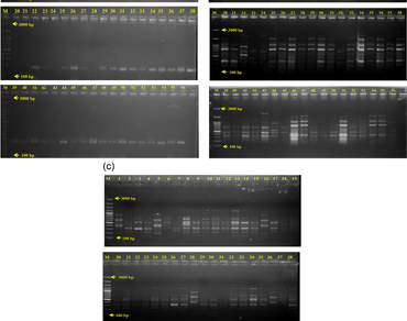 Comparative assessment of PCR based DNA markers in molecular diversity analysis among Indian cashew (Anacardium occidentale L.) germplasm